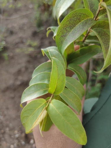Getonia floribunda observed 2026-05-21