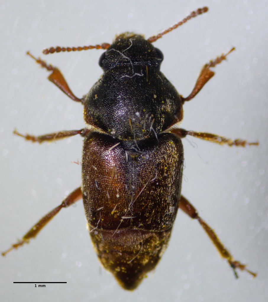 Amartus tinctus