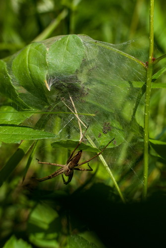 European Nursery Web spider