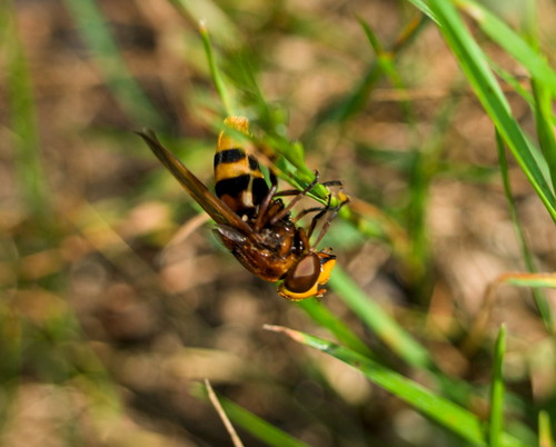 Hornet Mimic Hover Fly