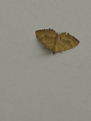 Yellow Shell Moth