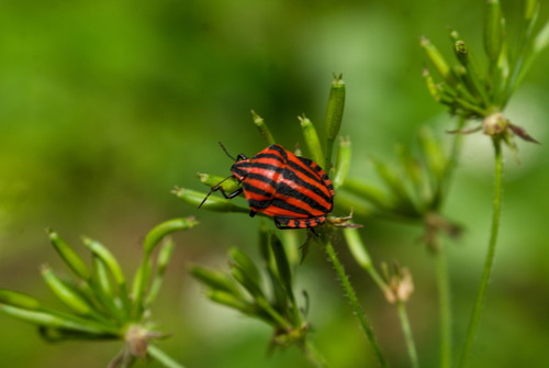 Continental Striped Shield Bug