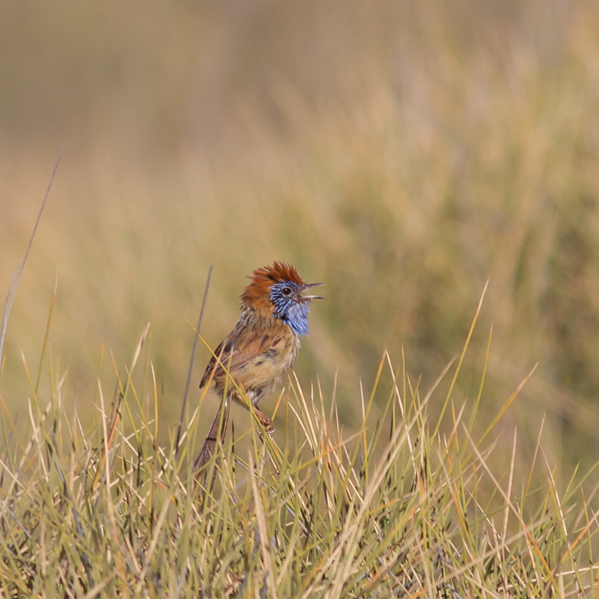 Rufous-crowned Emu-wren (Stipiturus ruficeps), photo 5