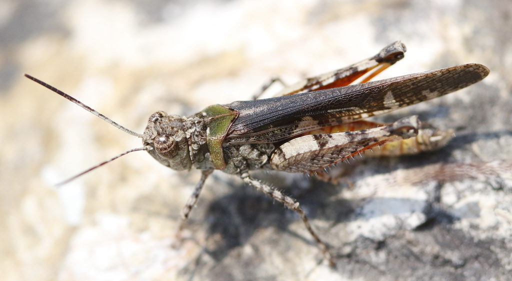 Heteropternis respondens