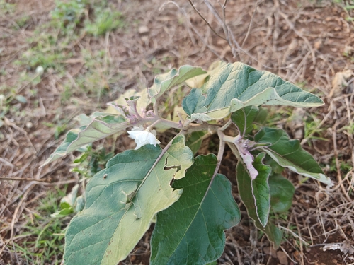 Solanum lichtensteinii