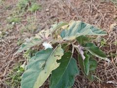 Solanum lichtensteinii