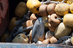 Nycticorax nycticorax