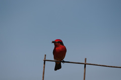 Pyrocephalus rubinus cocachacrae