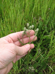 Crepis vesicaria taraxacifolia