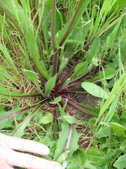 Crepis vesicaria taraxacifolia