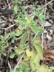 Hypoestes aristata alba