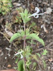 Hypoestes aristata alba