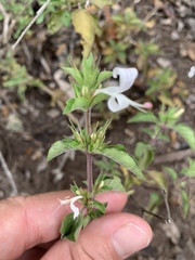 Hypoestes aristata alba
