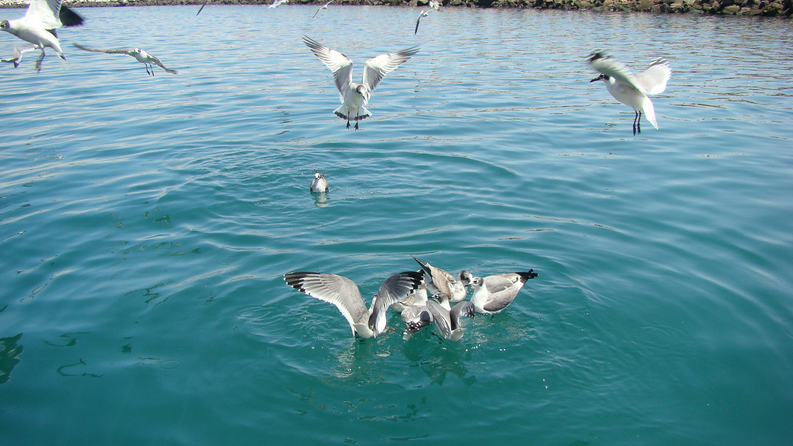 Franklin's Gull