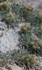 Oreocarya caespitosa