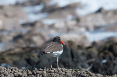 Haematopus palliatus