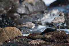 Calidris virgata