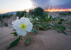 Oenothera deltoides