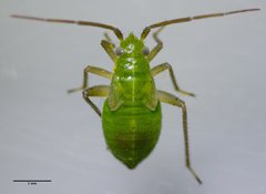 Closterotomus norwegicus