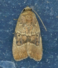 Elaphria fuscimacula