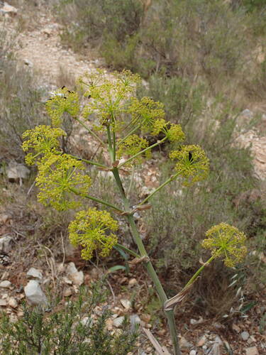 Giant Fennel