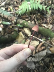 Mycena mariae