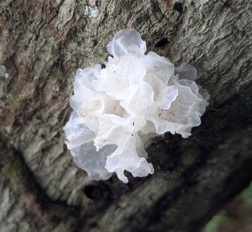 snow fungus