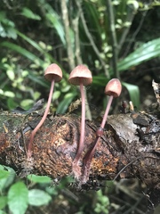 Mycena mariae