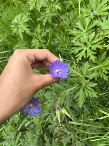 Meadow Crane's-bill