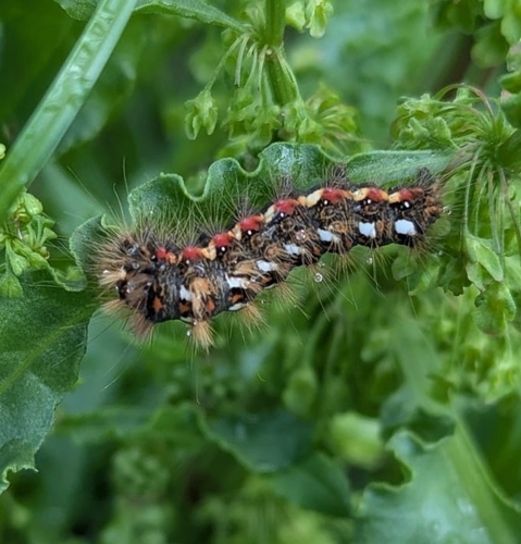 Knot Grass Moth