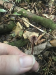 Mycena mariae
