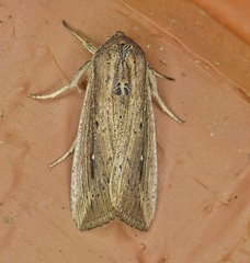 Leucania subpunctata