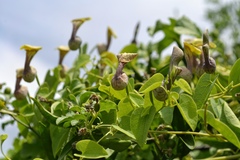 Aristolochia argentina