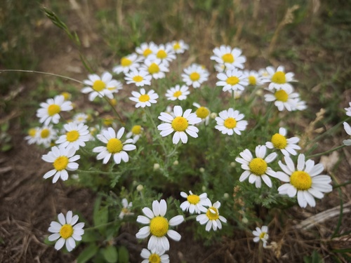 Anthemis arvensis