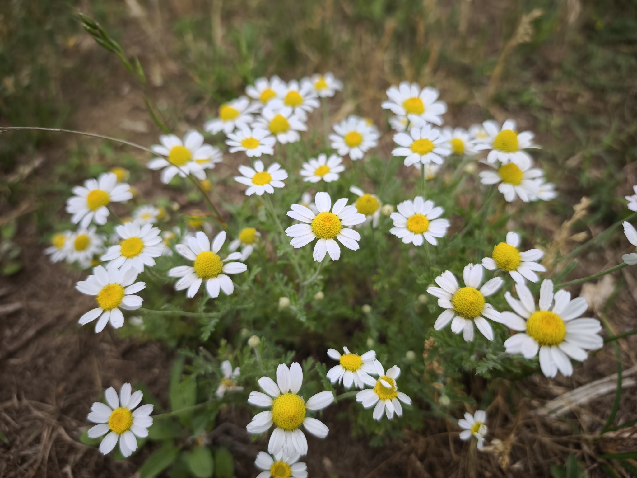 Anthemis arvensis