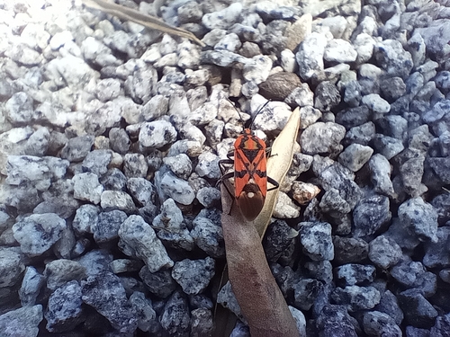 Indian Milkweed Bug