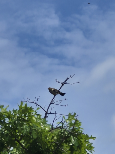 Red-winged Blackbird