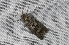 Lepidoscia euryptera