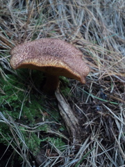 Tricholomopsis scabra