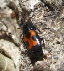 Glischrochilus moratus