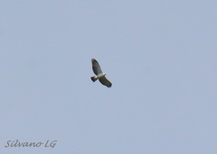 Spizaetus melanoleucus