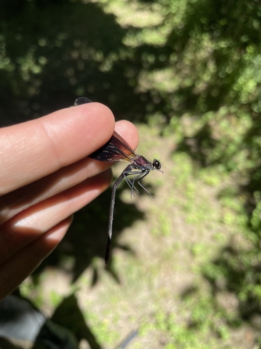 Copper Demoiselle