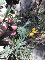Senna barronfieldii