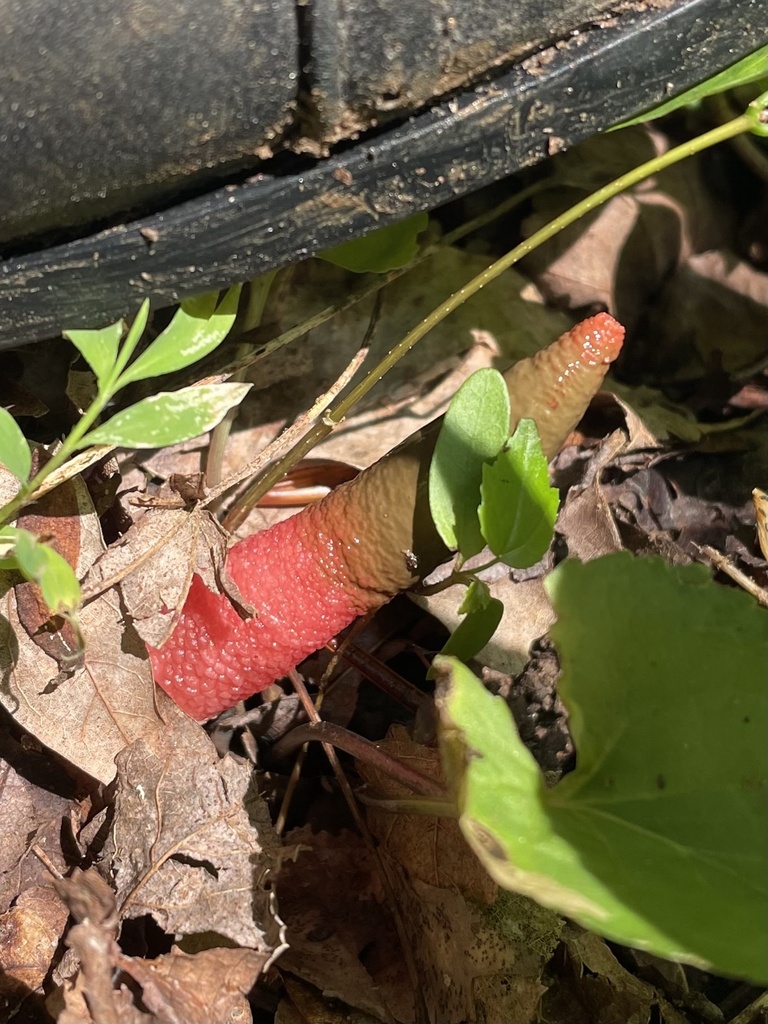 devil's dipstick · June 2026 · photo: Photo: (c) northerly, some rights reserved (CC BY) · iNaturalist