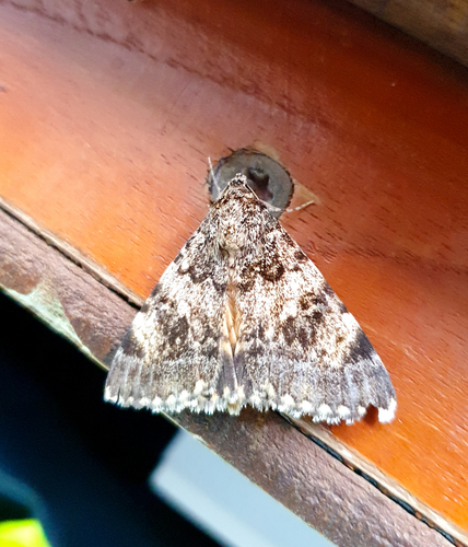 Catocala abacta