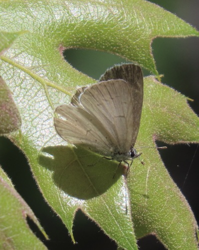 iNaturalist observation photo of Echo Azure