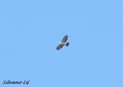 Spizaetus melanoleucus