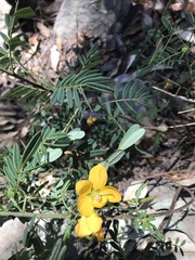 Senna barronfieldii