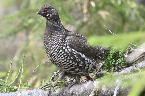 Siberian Grouse (Falcipennis falcipennis)