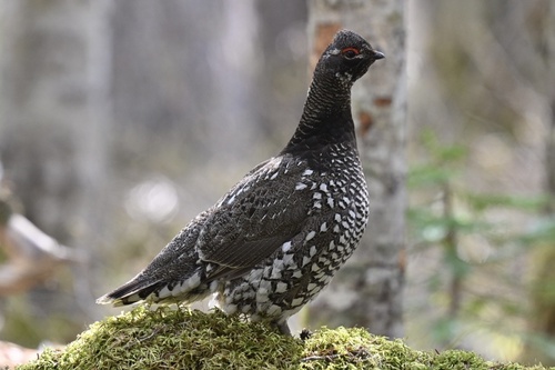 Siberian Grouse (Falcipennis falcipennis), photo 2